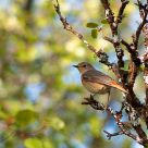 Common redstart