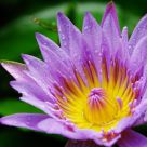 Pond Lily