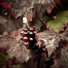 Grapes