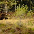 Brown bear