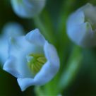 Lily of the valley