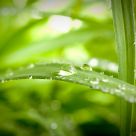 Dew