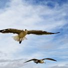 gull