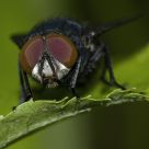 Eyes