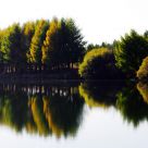 Mirror image
