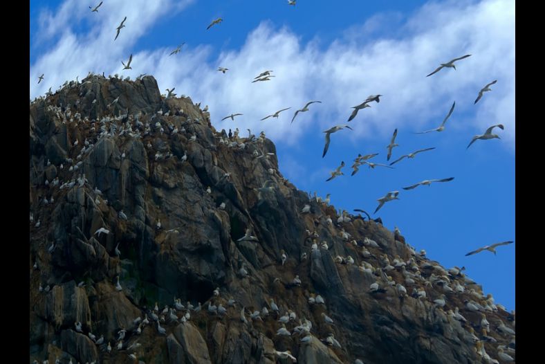 The birds 2