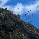 The birds 2