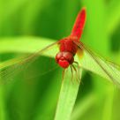 Red Dragonfly