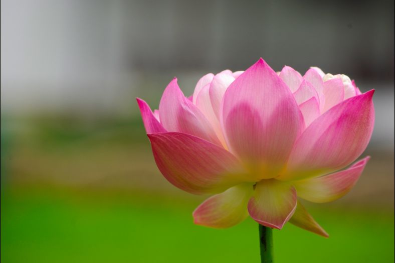 Lotus