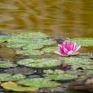 Lily Pond