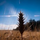 Lone Wheat