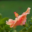 flower portrait