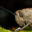 Saltamontes