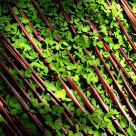 Palm Fronds and Clover