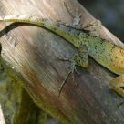 Lizard