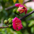 è‹±é›„èŠ±