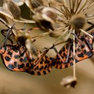 Two