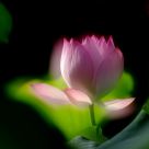 lotus blossom