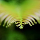 Summer's green