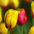 yellow tulips