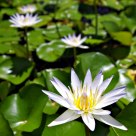 Water Lilies, Kaua'i