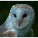 Barn Owl