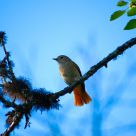 Common redstart