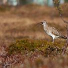 whimbrel
