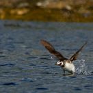 Long-tailed duck