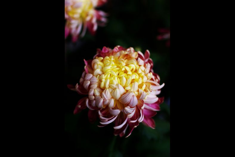 Chrysanthemum