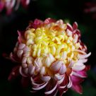 Chrysanthemum
