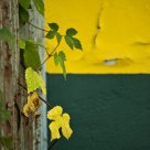Green-yellow