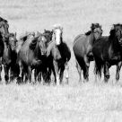 Running Horses