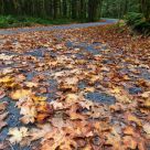 First Fall