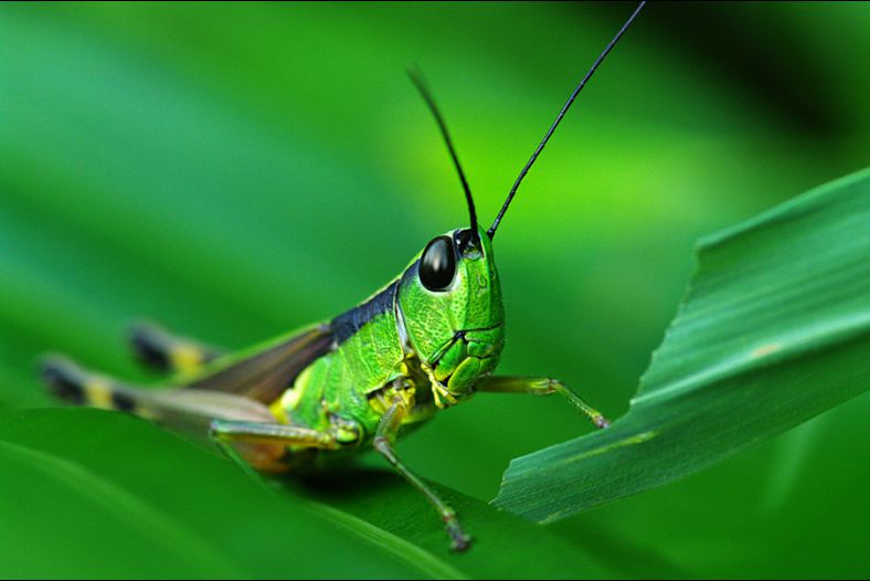 Beautiful Grasshopper