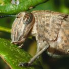Saltamontes