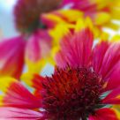 Big Flower