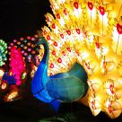 Peacock Lanterns in Mid-autumn festival