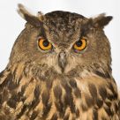 Studio owl