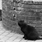 Street Cats