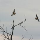 American kestrel - couple in flight