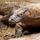 Goanna