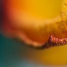 Petal
