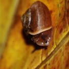 eyes of snail