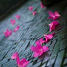 Flower and Rain