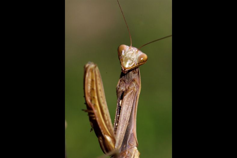 Mantidis