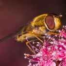 Hoverfly