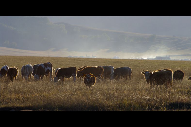 Pasture at twilight