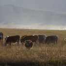 Pasture at twilight