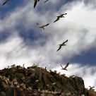 The birds